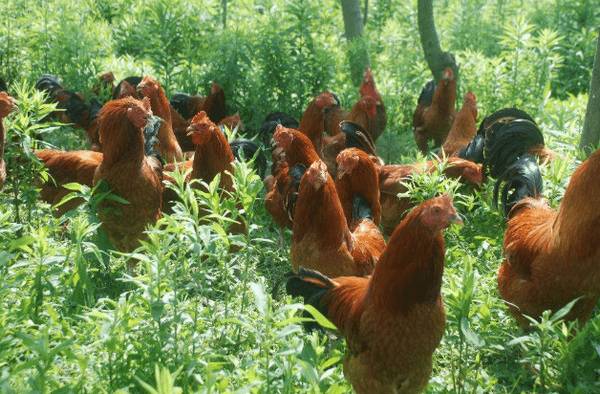 养鸡要办理什么证件_养鸡