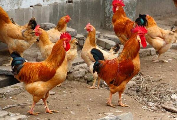 3个月土鸡能长多少斤_养鸡