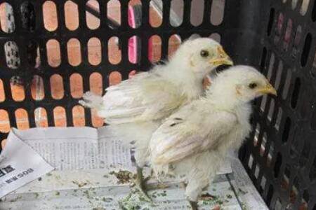 40天小鸡能长多少斤_养鸡