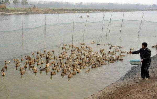 鸭子下软壳蛋怎么办_养鸭