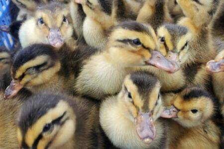 刚出生鸭苗喂什么长得快_养鸭