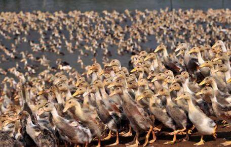 刚出生鸭苗喂什么长得快_养鸭