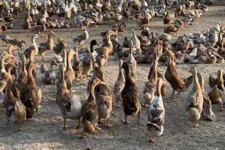 刚出生鸭苗喂什么长得快_养鸭