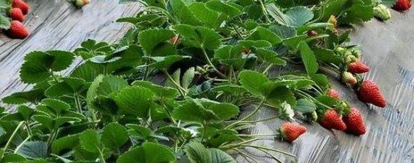 草莓能打农药吗,适合草莓用的农药有哪些_种植问答