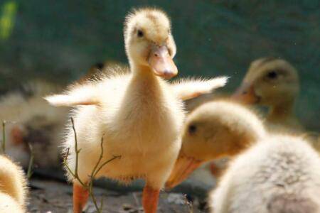 喂小鹅的水中能加盐吗?_养鹅
