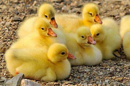 鹅腿瘸怎么防治?_养鹅