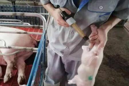 仔猪后腿怎么补铁,仔猪补铁步骤及注意事项_养猪