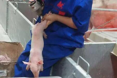 仔猪后腿怎么补铁,仔猪补铁步骤及注意事项_养猪