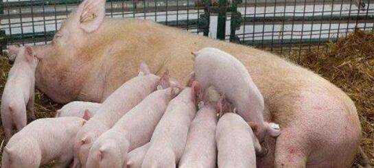 母猪39.5度是不是发烧_养殖问答