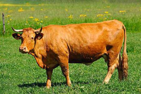 肉牛拉稀的原因是什么_养殖问答