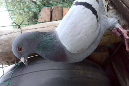 鸽子脖子鼓气是什么病_养鸽