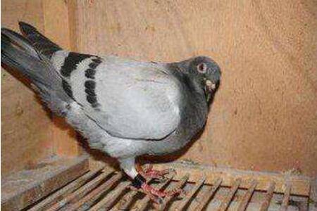 鸽子脖子鼓气是什么病_养鸽