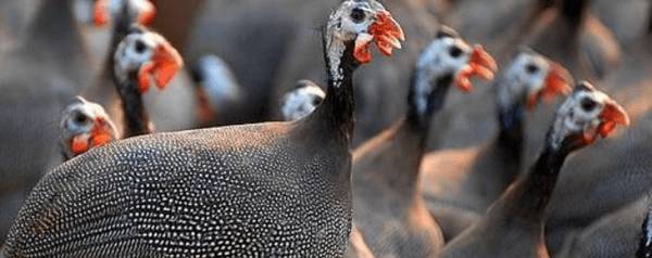 珍珠鸡吃什么草长得快_特禽养殖