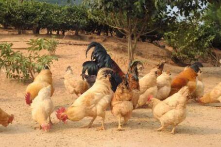 鸡不能喂盐是什么原因_养鸡