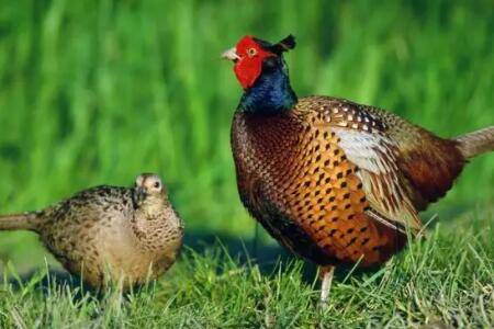 小野鸡出壳后应注意什么_养鸡