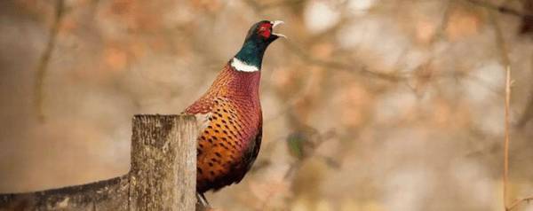 小野鸡出壳后应注意什么_养鸡