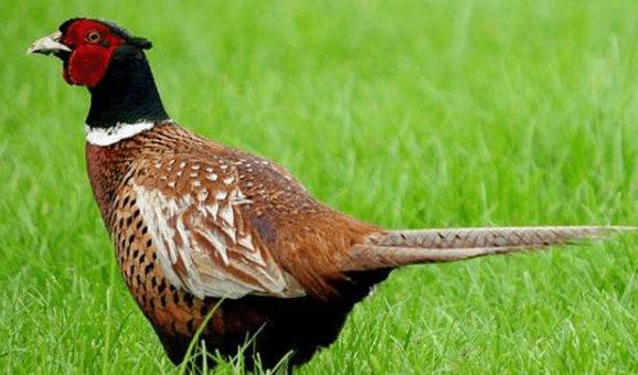 山鸡雏鸡的喂食注意事项_山鸡养殖