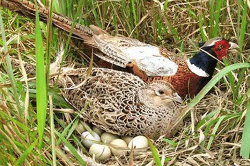 山鸡的自然孵化法_山鸡养殖