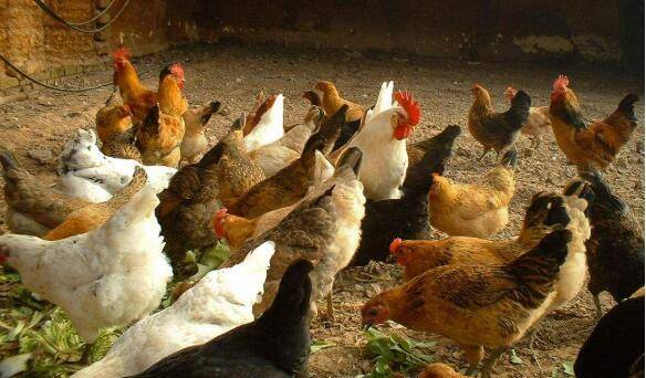 养鸡怎么驱虫,有什么好方法_养殖问答