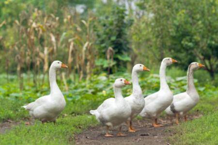 蛋鹅下蛋几年后淘汰_养鹅