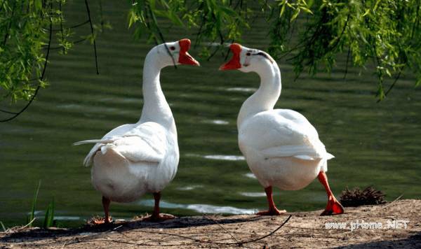 蛋鹅下蛋几年后淘汰_养鹅