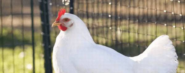 白羽鸡怎么分公母_养殖问答