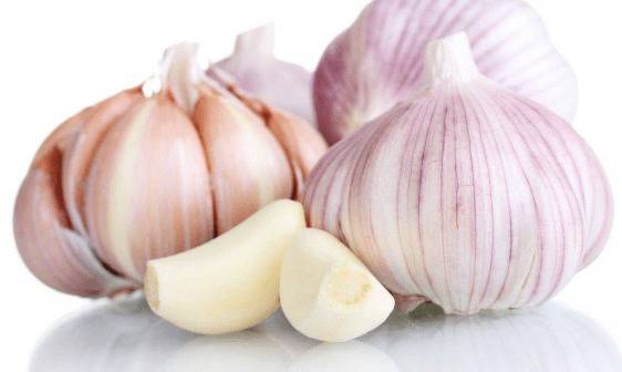 大蒜可以预防猪瘟吗_养殖问答