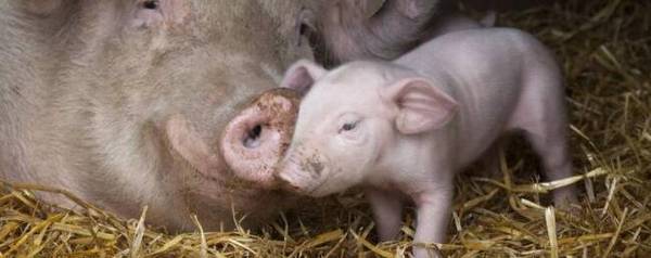 母猪产程过长怎么处理_养殖问答