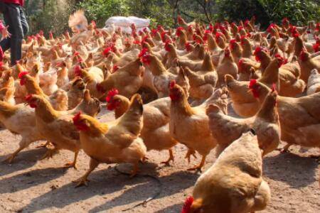 养鸡要办理什么证件_养鸡