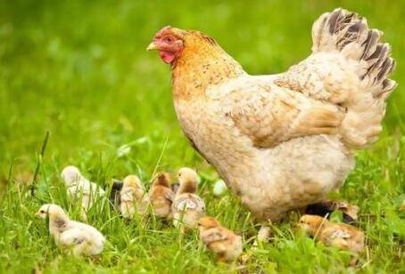 母鸡抱窝时怎么醒窝_养鸡