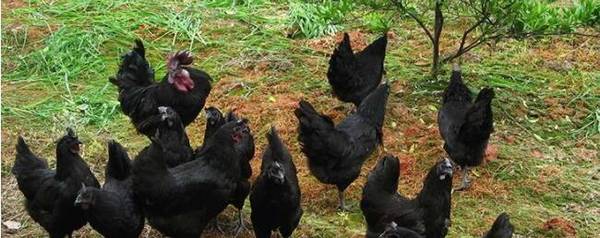 母鸡抱窝时怎么醒窝_养鸡