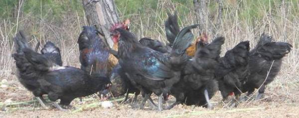 乌鸡喜欢抱窝吗,怎么醒抱?_养殖问答