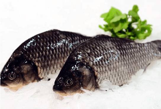 鲫鱼是不是草鱼_养殖问答