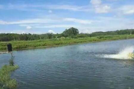 鱼塘有鱼时怎么消毒_养鱼