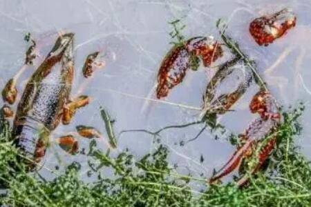 虾为什么会脱壳_养虾