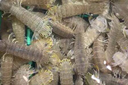 皮皮虾繁殖期是几月份_养虾