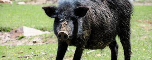 母猪得非洲猪瘟的症状_养殖问答