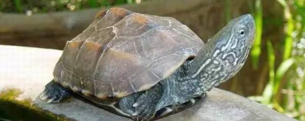 乌龟磨牙声是什么原因_养殖问答