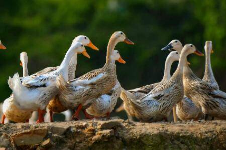 日常饲养的鸭子有哪些种类_养鸭