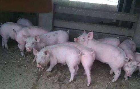 生猪腹泻防控慎用霉菌毒素_养殖问答