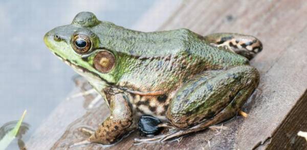 牛蛙养殖多久出栏_养蛙