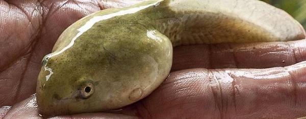 牛蛙是什么蛙_养殖问答