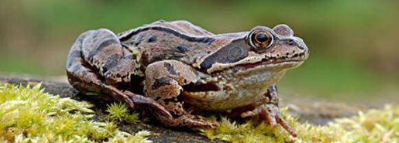 牛蛙能长多大_养殖问答