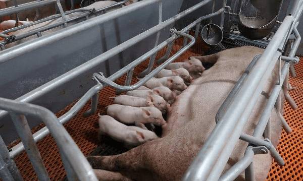 怎么控制猪乱拉屎的问题_养猪