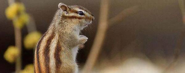 松鼠几天不吃会饿死_养殖问答