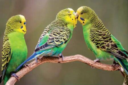 虎皮鹦鹉分辨雌雄的方法_养殖问答