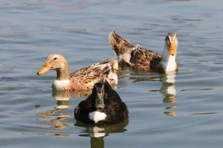 鸭子突然不进窝什么问题_养鸭