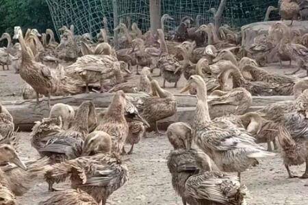 鸭子突然不进窝什么问题_养鸭