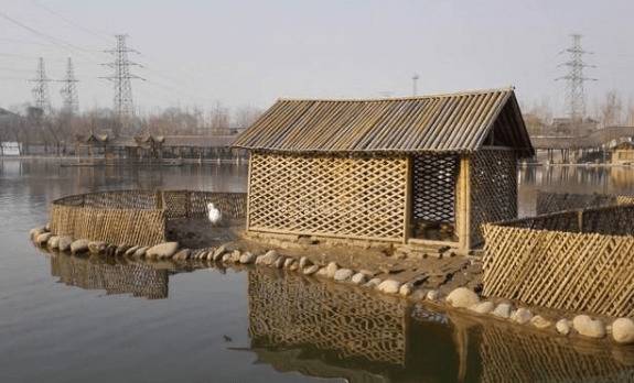 鸭子突然不进窝什么问题_养鸭