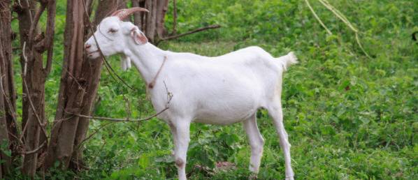 山羊几个月下崽_养殖问答